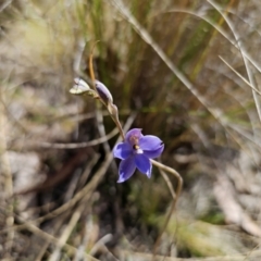 Thelymitra ixioides at Captains Flat, NSW - suppressed