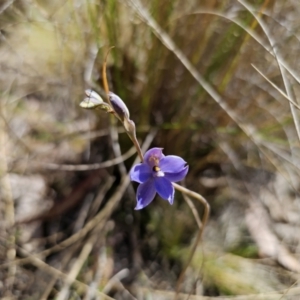 Thelymitra ixioides at Captains Flat, NSW - 20 Oct 2023