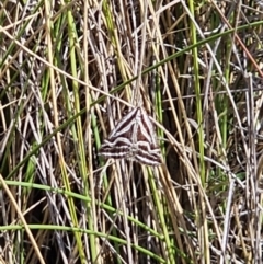 Dichromodes confluaria (Ceremonial Heath Moth) at Captains Flat, NSW - 20 Oct 2023 by Csteele4