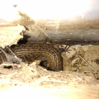 Egernia cunninghami (Cunningham's Skink) at Gundaroo, NSW - 9 Oct 2023 by SwalaPark