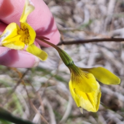 Diuris amabilis (Large Golden Moth) at Turallo Nature Reserve - 20 Oct 2023 by clarehoneydove