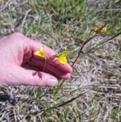 Diuris amabilis at Bungendore, NSW - 20 Oct 2023