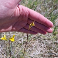 Diuris amabilis at Bungendore, NSW - suppressed