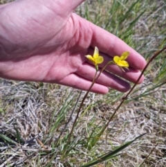 Diuris amabilis at Bungendore, NSW - suppressed