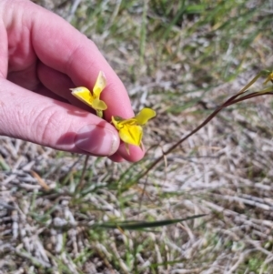 Diuris amabilis at Bungendore, NSW - suppressed