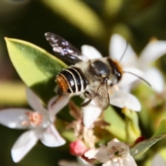 Megachile ferox (Resin bee) at Hughes Grassy Woodland - 19 Oct 2023 by LisaH