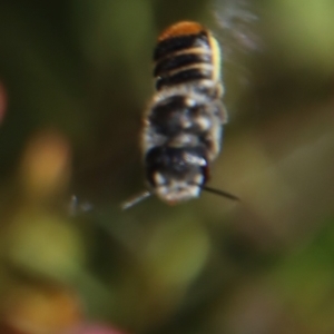 Megachile ferox at Hughes, ACT - 19 Oct 2023