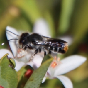 Megachile ferox at Hughes, ACT - 19 Oct 2023