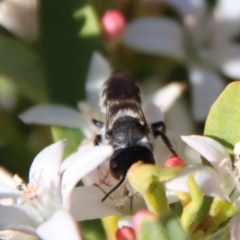 Megachile ferox at Hughes, ACT - 19 Oct 2023
