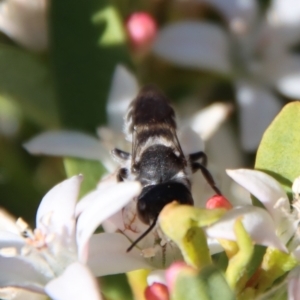 Megachile ferox at Hughes, ACT - 19 Oct 2023