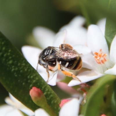 Lipotriches (Austronomia) ferricauda (Halictid bee) at Red Hill to Yarralumla Creek - 19 Oct 2023 by LisaH