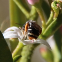 Lipotriches (Austronomia) ferricauda at Hughes, ACT - 19 Oct 2023 04:54 PM