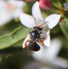 Lipotriches (Austronomia) ferricauda at Hughes, ACT - 19 Oct 2023 04:54 PM