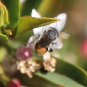 Lipotriches (Austronomia) ferricauda at Hughes, ACT - 19 Oct 2023 04:54 PM