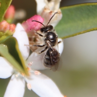 Lasioglossum (Chilalictus) lanarium (Halictid bee) at Hughes Grassy Woodland - 19 Oct 2023 by LisaH