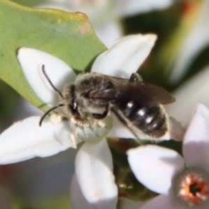 Lasioglossum (Chilalictus) lanarium at Hughes, ACT - 19 Oct 2023