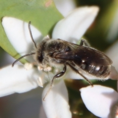 Lasioglossum (Chilalictus) lanarium at Hughes, ACT - 19 Oct 2023