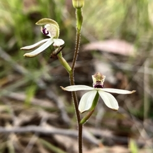 Caladenia cucullata at Hall, ACT - suppressed