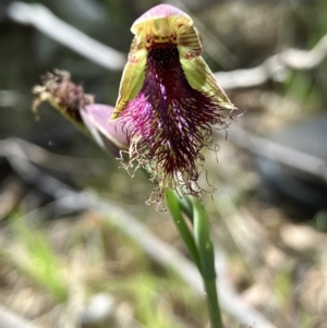 Calochilus platychilus at Hall, ACT - 20 Oct 2023