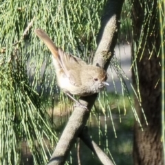 Acanthiza pusilla (Brown Thornbill) at Kaleen, ACT - 20 Oct 2023 by MattYoung