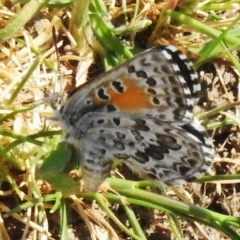 Lucia limbaria (Chequered Copper) at Stony Creek - 20 Oct 2023 by JohnBundock