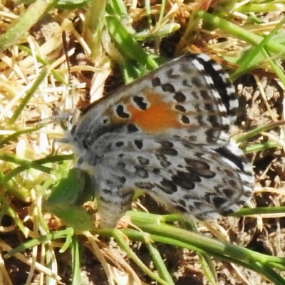 Lucia limbaria (Chequered Copper) at Stony Creek - 20 Oct 2023 by JohnBundock