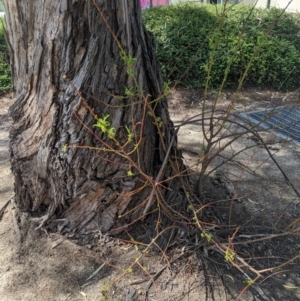 Phytolacca octandra at Turner, ACT - 20 Oct 2023