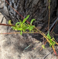 Phytolacca octandra at Turner, ACT - 20 Oct 2023 02:26 PM