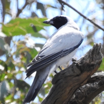 Coracina novaehollandiae (Black-faced Cuckooshrike) at Uriarra Recreation Reserve - 20 Oct 2023 by JohnBundock