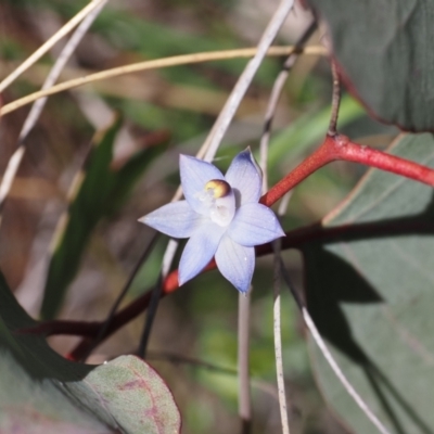 Thelymitra peniculata (Blue Star Sun-orchid) at Aranda Bushland - 20 Oct 2023 by Rheardy