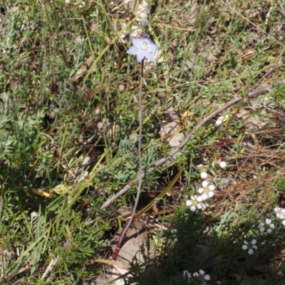 Thelymitra pauciflora (Slender Sun Orchid) at Canberra Central, ACT - 20 Oct 2023 by Rheardy