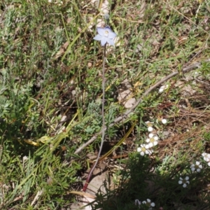 Thelymitra pauciflora at Black Mountain - 20 Oct 2023