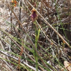 Calochilus platychilus (Purple Beard Orchid) at Black Mountain - 20 Oct 2023 by Rheardy