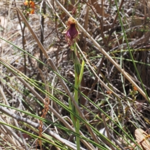 Calochilus platychilus at Canberra Central, ACT - 20 Oct 2023