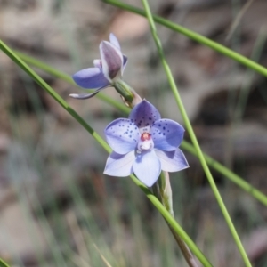 Thelymitra juncifolia at Canberra Central, ACT - 20 Oct 2023