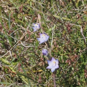 Thelymitra sp. (pauciflora complex) at Black Mountain - 20 Oct 2023