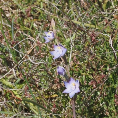 Thelymitra sp. (pauciflora complex) (Sun Orchid) at Canberra Central, ACT - 20 Oct 2023 by Rheardy