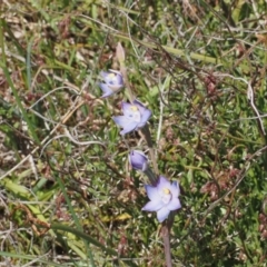 Thelymitra sp. (pauciflora complex) (Sun Orchid) at Black Mountain - 20 Oct 2023 by Rheardy