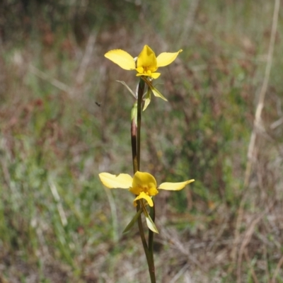 Diuris sp. (hybrid) (Hybrid Donkey Orchid) at Black Mountain - 20 Oct 2023 by Rheardy