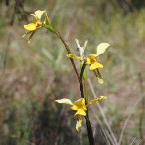 Diuris sp. (hybrid) at Point 14 - 20 Oct 2023