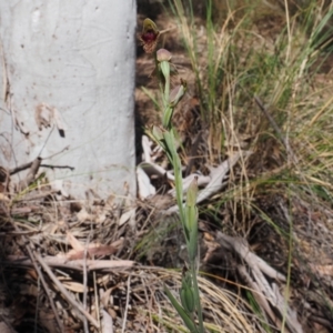 Calochilus platychilus at Canberra Central, ACT - 20 Oct 2023