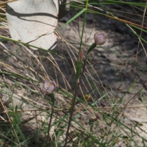 Thelymitra carnea at Canberra Central, ACT - 20 Oct 2023