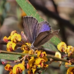 Erina hyacinthina (Varied Dusky-blue) at Captains Flat, NSW - 20 Oct 2023 by Csteele4