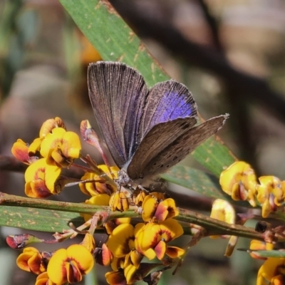 Erina hyacinthina (Varied Dusky-blue) at QPRC LGA - 20 Oct 2023 by Csteele4