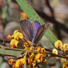 Erina hyacinthina at Captains Flat, NSW - 20 Oct 2023 03:35 PM