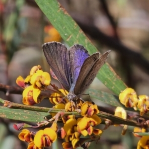 Erina hyacinthina at Captains Flat, NSW - 20 Oct 2023 03:35 PM