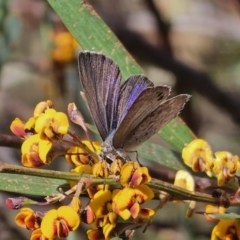 Erina hyacinthina at Captains Flat, NSW - 20 Oct 2023 03:35 PM