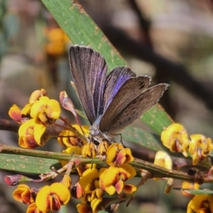 Erina hyacinthina at Captains Flat, NSW - 20 Oct 2023 03:35 PM