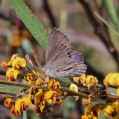 Erina hyacinthina at Captains Flat, NSW - 20 Oct 2023 03:35 PM