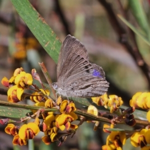 Erina hyacinthina at Captains Flat, NSW - 20 Oct 2023 03:35 PM